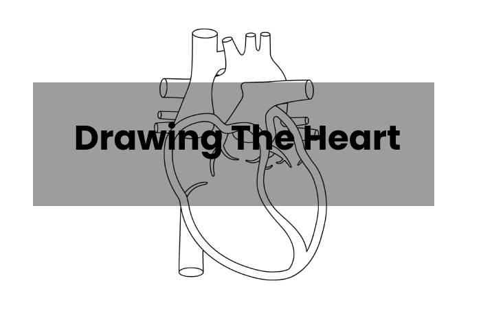 Drawing The Heart