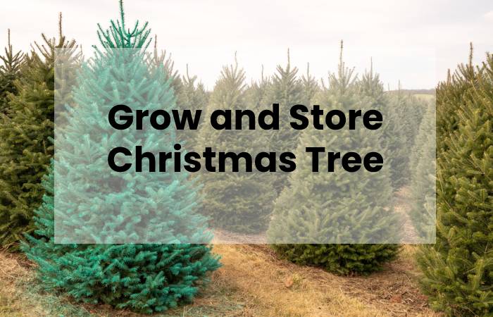 Grow and Store Christmas Tree