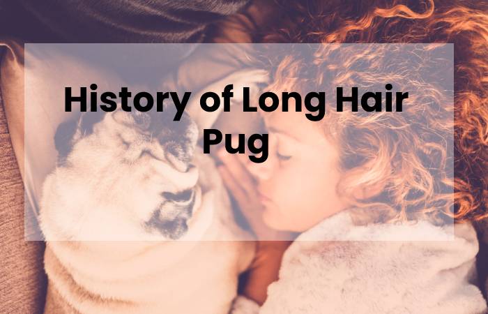 History of Long Hair Pug