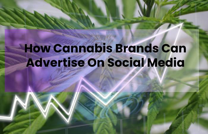 How Cannabis Brands Can Advertise On Social Media