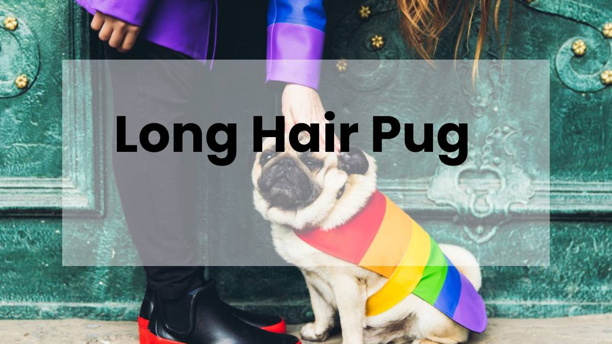 Long Hair Pug